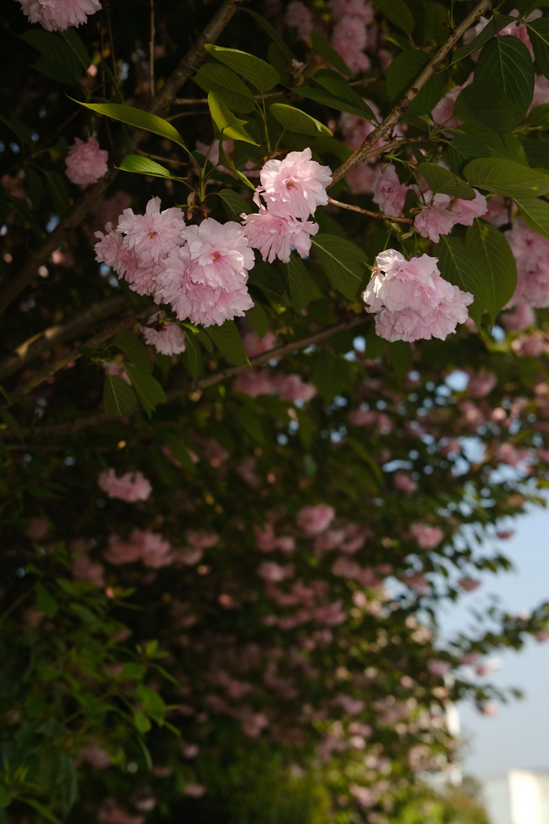 學(xué)校的櫻花開(kāi)了，你，不來(lái)看看嗎？